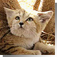 گربه شنی
