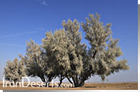 درختان کوره گز - کاروانسرای مرنجاب