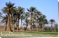 روستای مصر