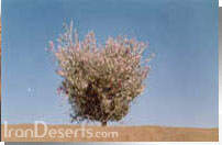 Astragalus Squarrosus نتر