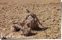 ریگ جن