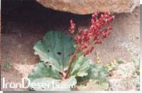 Rheum ribes &nbsp;ريواس