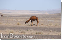 شتر کلکوهی