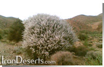 Amyg dalus scoparia  بادام کوهي