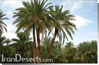 نخلستان مهرجان