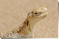 آگامای سروزغی دم سیاه phrynocephalus maculatus