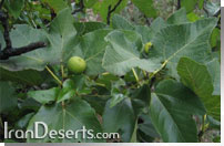 Ficus carica L.subsp rupestris انجير صخره اي