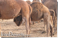 شتر کلکوهی