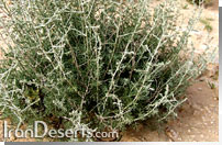 Artemisia sieberi درمنه دشتي