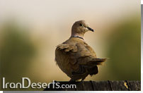 فاخته