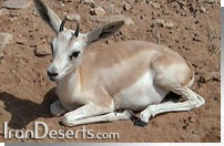 غزال