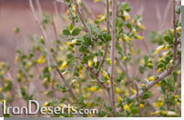 Zygophyllum eurypterum قيچ