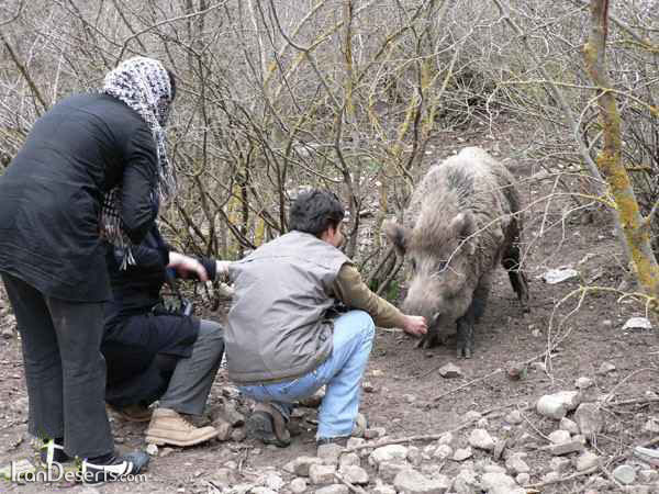 پارک ملی گلستان 