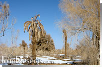 نخلستانهای روستای مصر