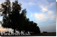غروب مصر و درختان کوره گز