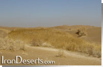 نیزار روستای مصر