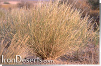 Stipagrostis plumosa نسی
