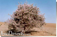Astragalus Squarrosus نتر