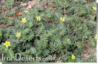 Tribulus terrestris نخودوک