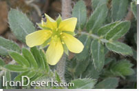 Tribulus terrestris نخودوک