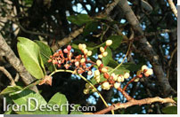 Pistacia Khinjuk &nbsp;پسته وحشي