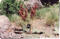 Rheum ribes &nbsp;ريواس