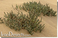 Suaeda fruticosa سياه شور
