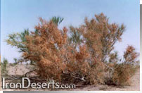 Calligonum comosum&nbsp;اسکنبيل