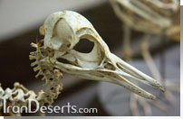 اسکلت پرنده