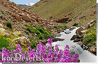 منطقه حفاظت شده دنا