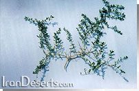 Nitraria schoberi قره داغ