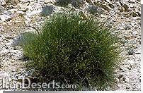 Ephedra strobilacea ريش بز 