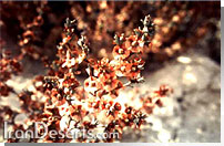 Salsola crassa علف شور الوان