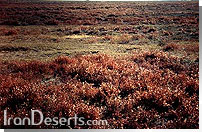 Salsola crassa علف شور الوان