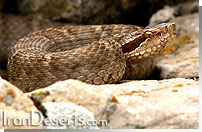افعي قفقازي Agkistrodon intermedius caucasicus