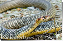 مار سوجه يا آتشي Coluber caspius Gmelin