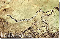 مار خالدار Coluber karelini Brandt