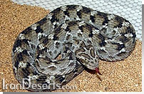 مار جعفري Echis carinatus sochureki