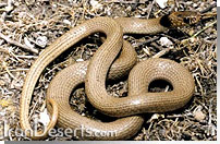 مار كوتوله Eirenis collaris