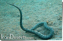 مار دريايي Enhydrina schistosa