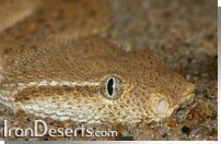 كك مار Eristicophis macmahoni