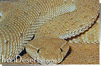 كك مار Eristicophis macmahoni