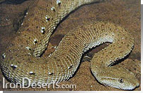 كك مار Eristicophis macmahoni
