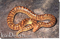 كور مار عربی Eryx (Pseudogongylophis) jayakari