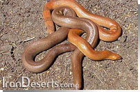 كور مار بلوچستاني Eryx johnii persicus