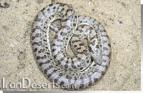 كور مار تاتاري Eryx tataricus tataricus Lichtenstein