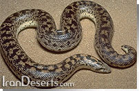 كور مار خراسانی Tartar Sand Boa