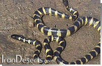 مار دريايي Hydrophis cyanocinctus