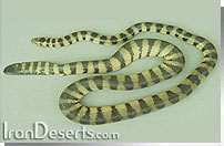 مار دريايي Hydrophis ornatus