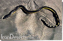 مار دريايي Hydrophis spiralis